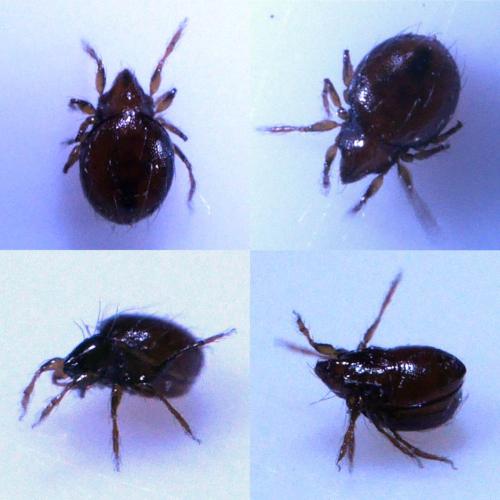 Réf. 309 340 : Phauloppia lucorum